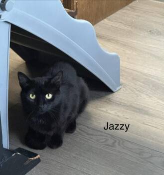 Jazzy -  Domestic Short Hair Cat for Adoption in Herndon, Virginia - Jazzy | PetCurious