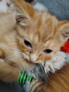 Mandy -  Domestic Medium Hair Cat for Adoption in Saint Clairsville, Ohio - Mandy | PetCurious
