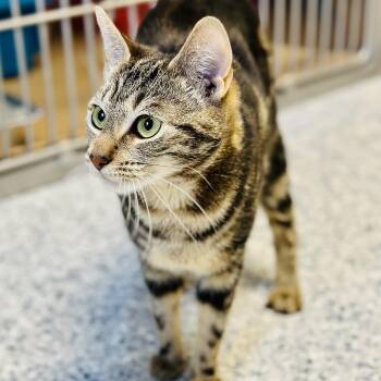 Domestic Short Hair Cats Available for Adoption in Stafford Township, New Jersey - Pepper | PetCurious