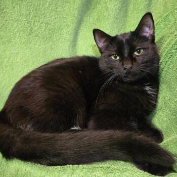 Blinky -  Domestic Short Hair Cat for Adoption in Stoughton, Wisconsin - Blinky | PetCurious