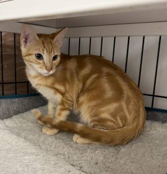 Grumpy- Riley Fuzzell -  Domestic Short Hair Cat for Adoption in Spring, Texas - Grumpy- Riley Fuzzell | PetCurious