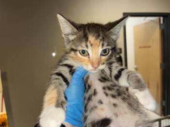A610896 -  Domestic Short Hair Cat for Adoption in Modesto, California - A610896 | PetCurious