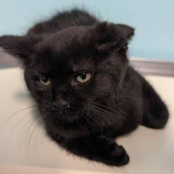 Dolly -  Domestic Medium Hair Cat for Adoption in Jefferson City, Tennessee - Dolly | PetCurious