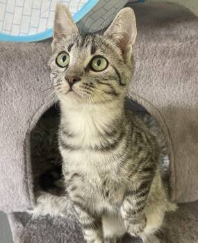Rescue Domestic Short Hair and Tabby Cats for Adoption in Glendale, Arizona - Jack Sparrow | PetCurious