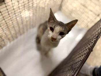 DINA -  Domestic Short Hair Cat for Adoption in Doral, Florida - DINA | PetCurious