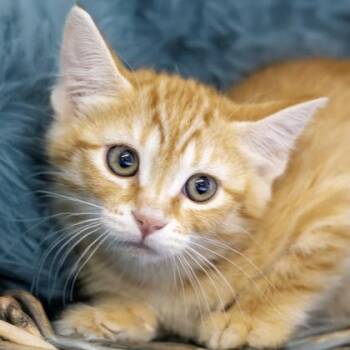 Pontoon -  Domestic Short Hair Cat for Adoption in Camano, Washington - Pontoon | PetCurious