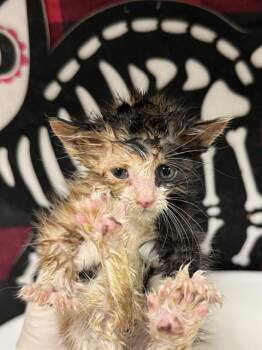 Rescue Domestic Short Hair Cats for Adoption in Riverside, California - SNEEZE | PetCurious