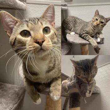 Domestic Short Hair Cats Available for Adoption in Milledgeville, Georgia - Winston | PetCurious