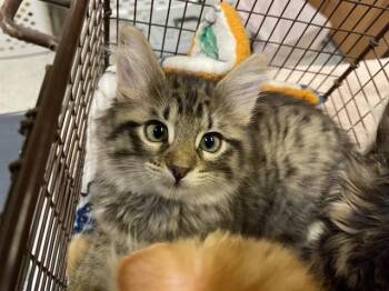 LUNACORN -  Domestic Medium Hair Cat for Adoption in Modesto, California - LUNACORN | PetCurious