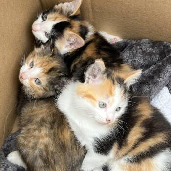 Baby Calico Kittens - Pig Place, Foosball, Alotta, and Corduroy -  Domestic Short Hair Cat for Adoption in Gardiner, New York - Baby Calico Kittens - Pig Place, Foosball, Alotta, And Corduroy | PetCurious