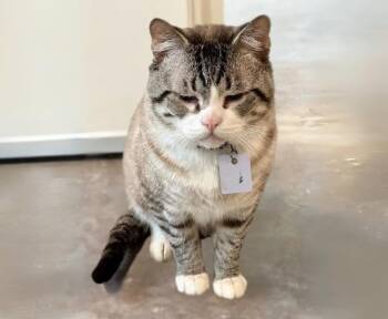 Rescue Domestic Short Hair Cats for Adoption in Sultan, Washington - Kain | PetCurious