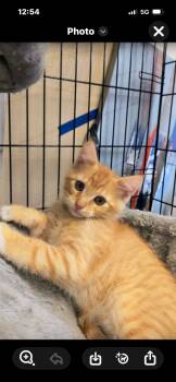 Domestic Medium Hair Cats Available for Adoption in St. Louis, Missouri - Herbie | PetCurious