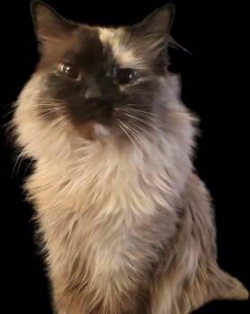 Siamese and Domestic Long Hair Cats Available for Adoption in Denver, Colorado - Yuki | PetCurious