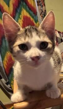 Domestic Short Hair Cats Available for Adoption - Pistol Annie | PetCurious