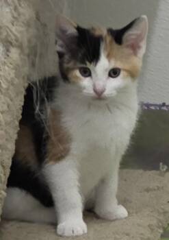 Claira -  Calico Cat for Adoption in Anna, Illinois - Claira | PetCurious