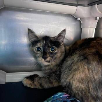 Destiny -  Domestic Medium Hair Cat for Adoption in Winthrop, Maine - Destiny | PetCurious