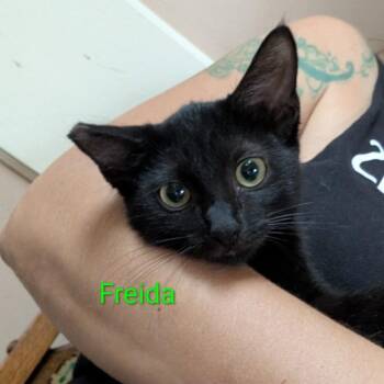 Freida -  Domestic Short Hair Cat for Adoption in Chicago, Illinois - Freida | PetCurious