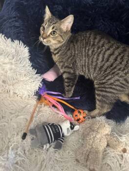 Domestic Short Hair Cats Available for Adoption - Cleo | PetCurious