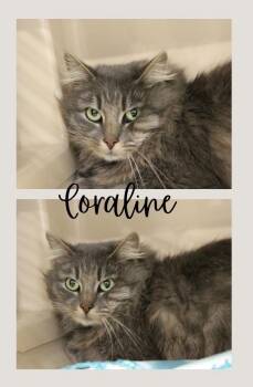 Coraline -  Domestic Long Hair Cat for Adoption in Pierceton, Indiana - Coraline | PetCurious