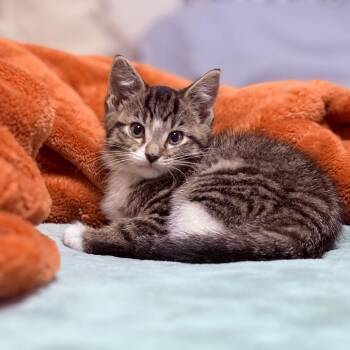 Rescue Domestic Short Hair Cats for Adoption in Fenton, Michigan - Chloe | PetCurious