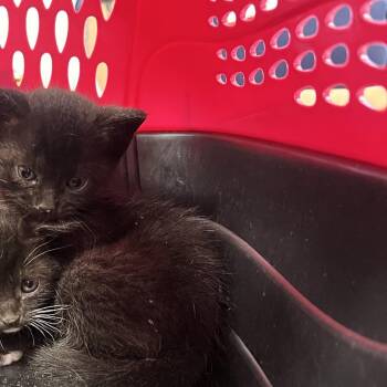 Clementine -  Domestic Short Hair Cat Available for Adoption in West Palm Beach, Florida - Clementine | PetCurious