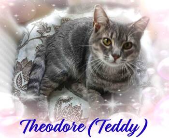 Rescue Domestic Medium Hair Cats for Adoption in Charlotte, North Carolina - Theodore (Teddy) | PetCurious