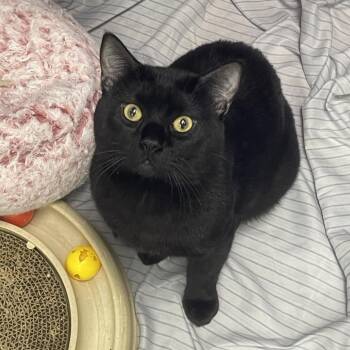 Slade -  Domestic Short Hair Cat for Adoption in Tulsa, Oklahoma - Slade | PetCurious