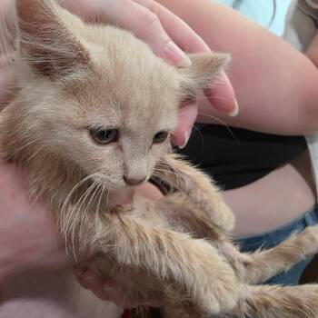 Maple -  Domestic Short Hair Cat for Adoption in Rochester, Minnesota - Maple | PetCurious