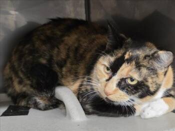 LITTLE GIRL -  Domestic Short Hair Cat for Adoption in Woodland, California - LITTLE GIRL | PetCurious