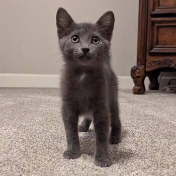 Zara -  Domestic Short Hair Cat for Adoption in Franklin, Tennessee - Zara | PetCurious