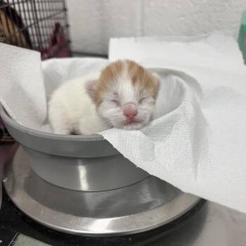 Nirvana -  Domestic Short Hair Cat for Adoption in San Antonio, Texas - Nirvana | PetCurious