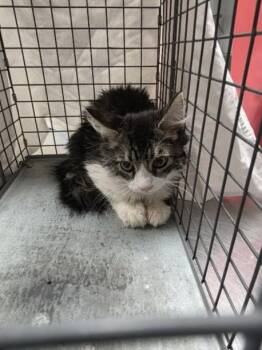 TARA -  Domestic Medium Hair Cat for Adoption in Las Vegas, Nevada - TARA | PetCurious