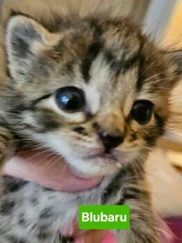 Blubaru -  Domestic Short Hair and Tabby Cat for Adoption in Poplar Grove, Illinois - Blubaru | PetCurious