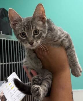 Prince -  Domestic Short Hair Cat for Adoption in Belton, Texas - Prince | PetCurious