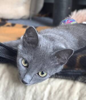 Russian Blue Cats Available for Adoption in Fort Myers, Florida - Graciella | PetCurious