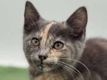 Splash -  Domestic Short Hair Cat for Adoption in Portland, Oregon - Splash | PetCurious