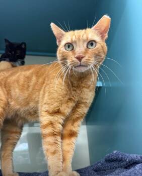 Zach -  Domestic Short Hair Cat Available for Adoption in Sunrise, Florida - Zach | PetCurious