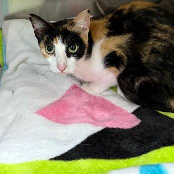 Rescue American Shorthair Cats for Adoption in Galveston, Texas - Sage | PetCurious