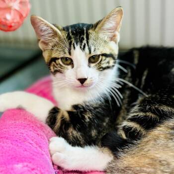 Luna -  Domestic Short Hair Cat for Adoption in Lebanon, Missouri - Luna | PetCurious