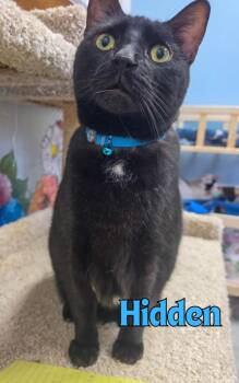Hidden -  Domestic Short Hair Cat for Adoption in Rome, Georgia - Hidden | PetCurious