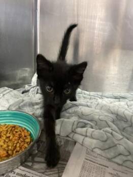Emerald -  Domestic Short Hair Cat for Adoption in Houston, Texas - Emerald | PetCurious