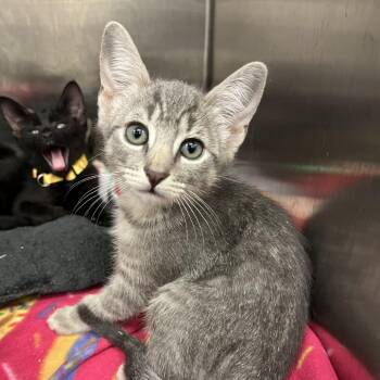 Downtown Abby -  Domestic Short Hair Cat for Adoption in Los Angeles, California - Downtown Abby | PetCurious