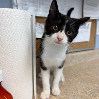 McDagger -  Domestic Short Hair Cat for Adoption - McDagger | PetCurious