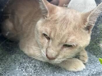WALTER -  Domestic Short Hair Cat for Adoption in Ocala, Florida - WALTER | PetCurious