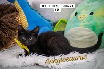 Ankylosaurus -  Domestic Short Hair Cat for Adoption in Sevierville, Tennessee - Ankylosaurus | PetCurious