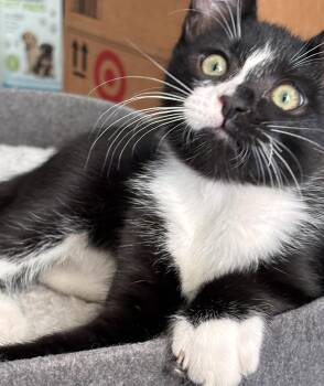 Steve Rogers -  Domestic Short Hair Cat for Adoption in Vacaville, California - Steve Rogers | PetCurious