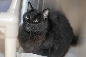 TOFFEE -  Domestic Long Hair Cat for Adoption in Charlotte, North Carolina - TOFFEE | PetCurious