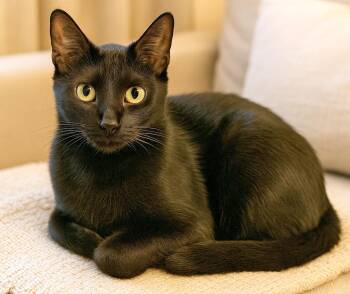 Rescue Bombay Cats for Adoption in Mauldin, South Carolina - Iman | PetCurious