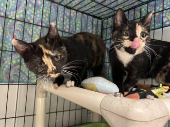 Kitty and Cali -  Domestic Short Hair Cat for Adoption in Cape May, New Jersey - Kitty And Cali | PetCurious