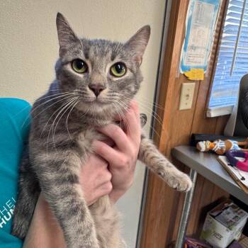 Domestic Short Hair Cats Available for Adoption - Renegade | PetCurious